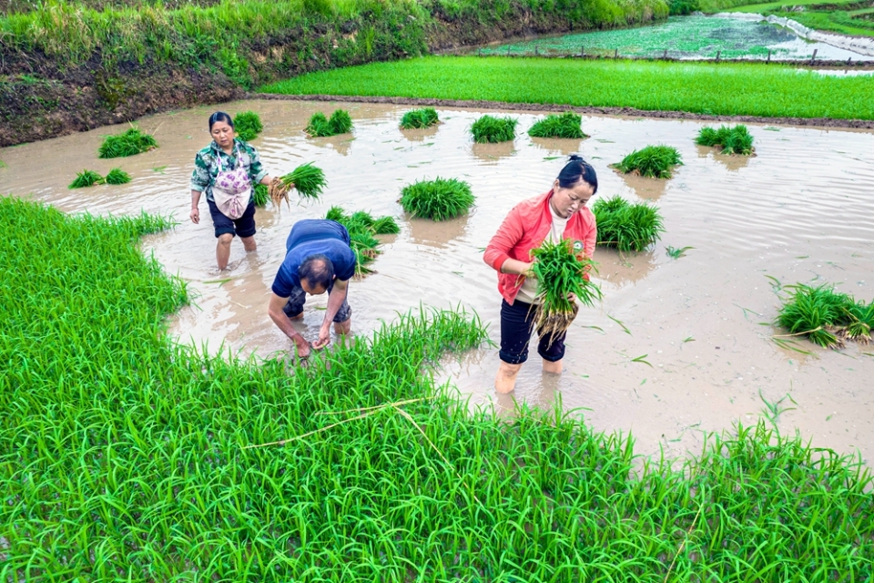 貴州黔西：小滿時節插秧忙_fororder_2025年5月21日，農民在貴州省黔西市錦星鎮洪湖村水稻秧田裏起秧（無人機照片）。DJI_0421.JPG