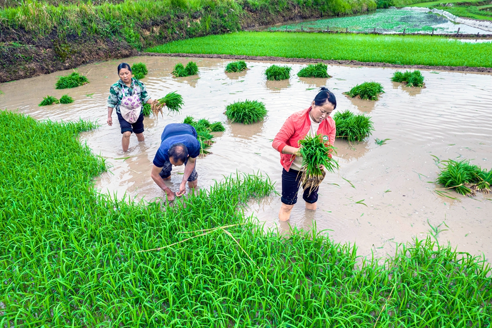 貴州黔西：小滿時節插秧忙_fororder_2025年5月21日，農民在貴州省黔西市錦星鎮洪湖村水稻秧田裏起秧（無人機照片）。DJI_0421.JPG