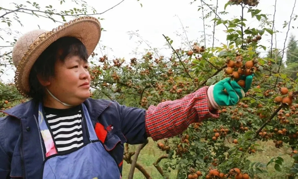 貴州安順龍宮鎮新田村喜獲豐收“金果子” 鋪就鄉村振興“甜蜜路”_fororder_22_副本