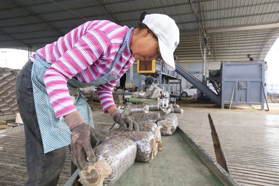 貴州威寧：築巢引鳳種平菇繪就鄉村振興動人圖景_fororder_5、2025年6月18日，貴州省畢節市威寧自治縣觀風海鎮塘房村的平菇種植基地內已是一片繁忙。該基地總投資450萬，流轉土地80余畝建設大棚100個，棚均産平菇20000斤，日用工量60至70人，預估總産值500萬元。圖為工人們正在把一個個圓柱形菌包整齊碼放。.JPG