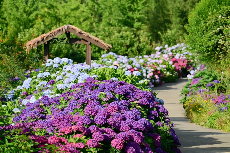 夏日情書已送達 貴陽市白雲區繡球花海盛放_fororder_DSC_3486.JPG