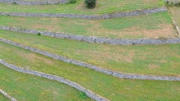 貴州仁懷：30萬畝冬閒田不閒 “高粱+”輪作土地生金