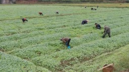 貴州鎮遠：油菜移栽繪就豐收新圖景