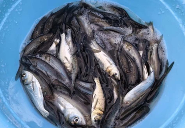 貴州水城：60多萬尾優質魚種“安家”雨汪河水庫 助力生態治理與漁業發展_fororder_3_副本