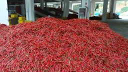 輕點滑鼠買賣全球 郵儲銀行助遵義辣椒“紅”遍世界