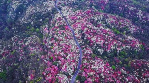 貴州畢節百里杜鵑迎盛花期 邀您共赴春日“地球彩帶”之約