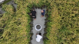 貴州天柱：10萬畝“稻+魚”迎豐收 綜合産值1.77億元