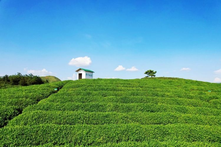貴州新“楓”景 茶香裏的和諧密碼——都勻巧用制茶智慧創新基層調解
