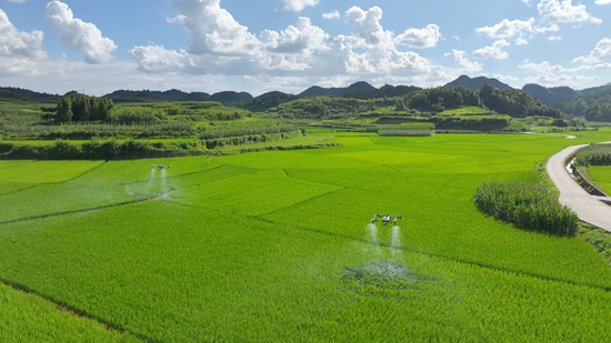 貴州鎮遠江古鎮水稻壩區開展無人機飛防作業 為糧食安全保駕護航_fororder_7月15日(4)