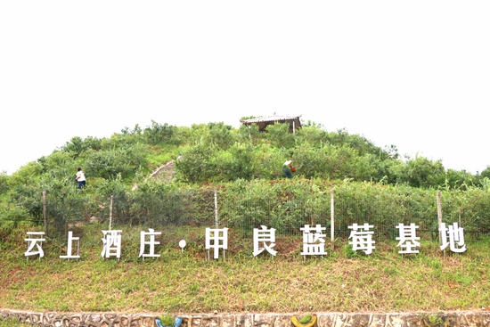 貴州荔波甲良鎮：百畝藍莓限時“上新” 開啟甜蜜採摘季_fororder_甲良藍莓基地