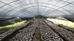 貴州威寧：築巢引鳳種平菇繪就鄉村振興動人圖景