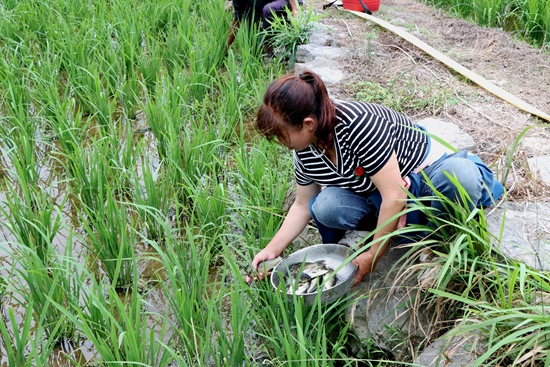 貴州獨山：免費魚苗進村莊 “稻魚共生”開啟增收新賽道_fororder_20250620093759-iQFG6m-