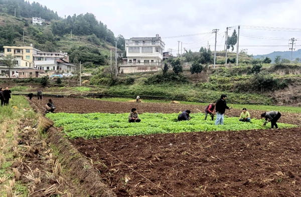 貴州習水：一季油香一季稻 稻油輪作好“豐”景_fororder_1_副本