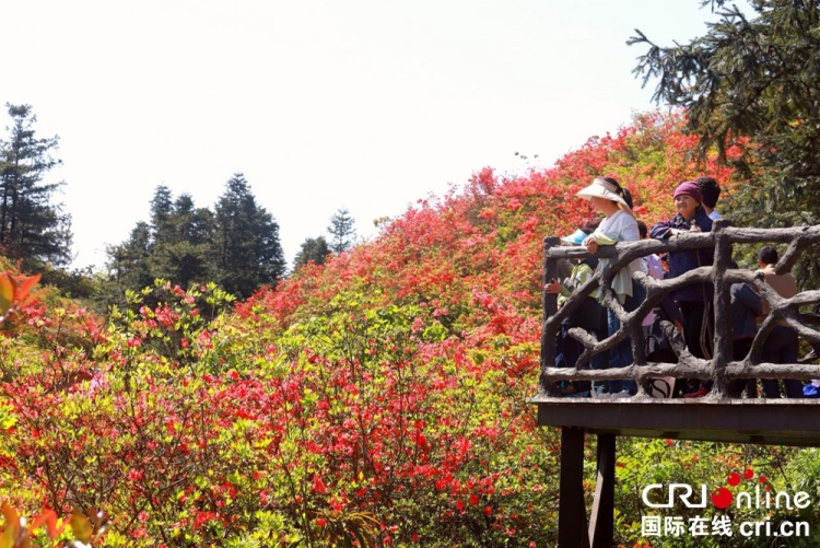 貴州丹寨：萬畝杜鵑花海引客來_fororder_圖片7