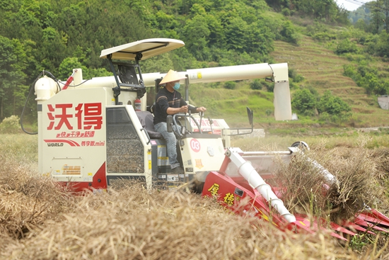 貴州長順：油菜花海繪就豐收盛景 科技與協作奏響農業強音_fororder_農戶駕駛收割機收割油菜.JPG