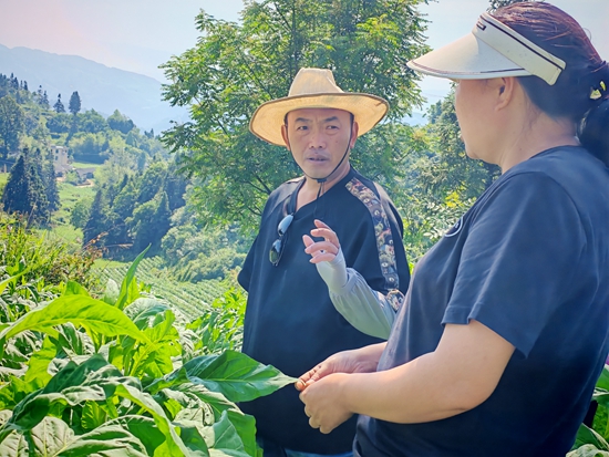 貴州仁懷：“無人機飛防+技術指導” 烤煙管護進行時_fororder_仁懷市煙草公司工作人員對種植戶作技術培訓 余甚君拍攝