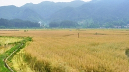 “良種+良法+農機”貴州省貴定縣1530畝油菜豐收忙