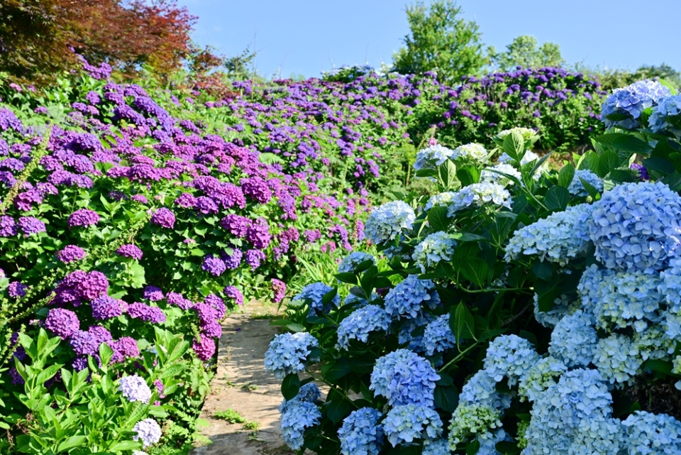 夏日情書已送達 貴陽市白雲區繡球花海盛放_fororder_DSC_3532.JPG