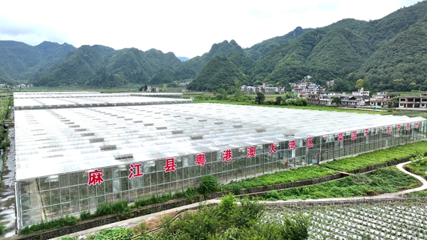 貴州麻江：民族團結出碩果 鄉村振興展新貌_fororder_蔬菜育苗大棚