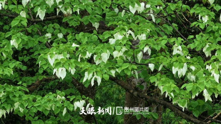 貴州的生態密碼，藏在一張張照片背後｜瀕危物種的回歸