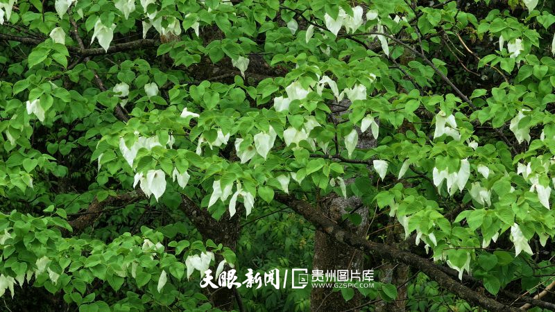 貴州的生態密碼，藏在一張張照片背後｜瀕危物種的回歸