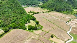 貴州獨山縣：油菜豐收 産業振興