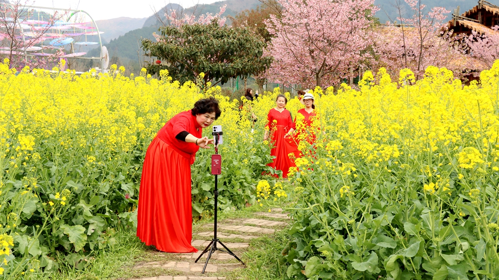 2025“春遊貴定·賞花品茗” 旅遊歡樂季啟幕 邀遊客共赴春之約_fororder_IMG_0264.JPG
