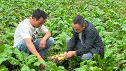 貴州正安：28.3萬畝特色蔬菜“種”出鄉村新希望