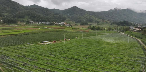 貴州羅甸：貴陽貴安5萬畝保供蔬菜陸續上市_fororder_3_副本