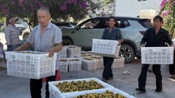 六盤水市水城區花戛鄉刺梨迎豐收 “黃金果”鋪就振興路