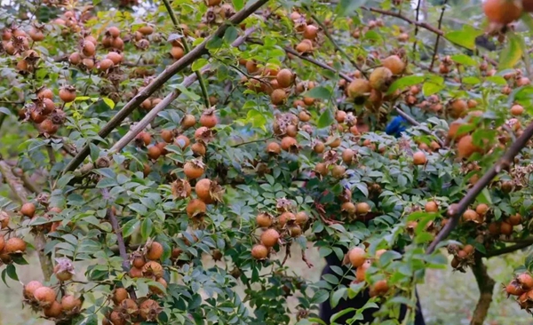 貴州安順龍宮鎮新田村喜獲豐收“金果子” 鋪就鄉村振興“甜蜜路”_fororder_11_副本