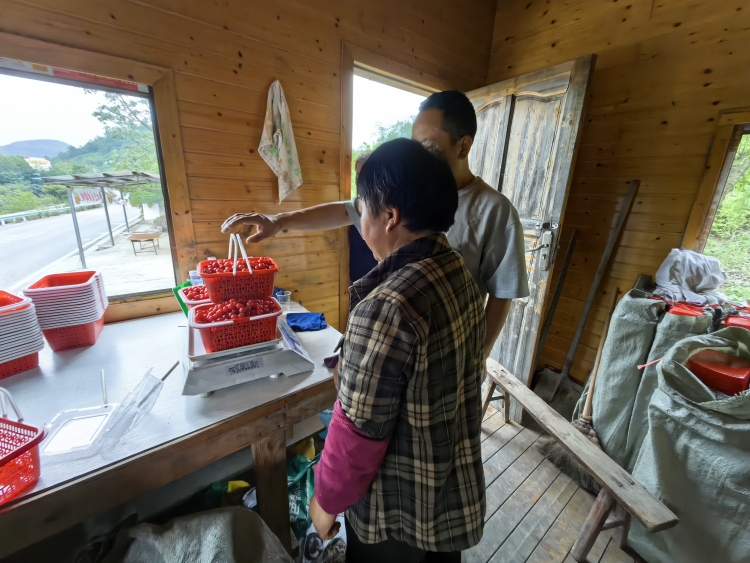貴陽市烏當區下壩鎮： 小櫻桃孕育“甜蜜經濟” 奏響鄉村振興“致富曲”