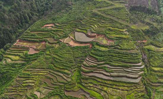 貴州六枝特區：撂荒地變“聚寶盆” 水苔種植鋪就生態致富路_fororder_640