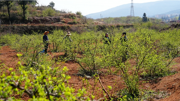 貴州盤州：執生態之筆 繪綠金新卷_fororder_盤州刺梨産業