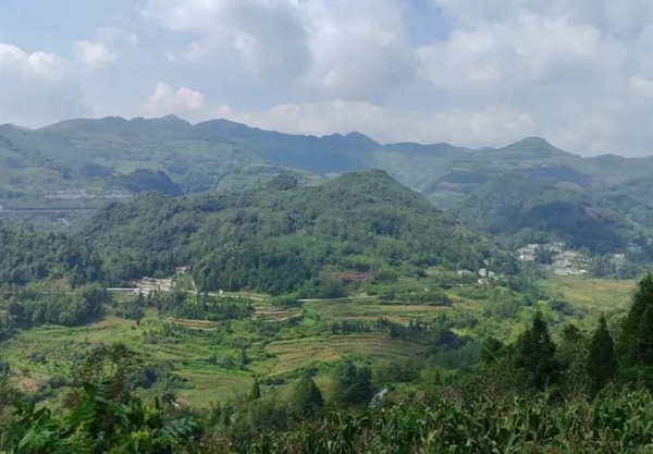 六盤水市水城區玉舍鎮新發村：田間藥材種植忙 蜘蛛香成“致富草”_fororder_11_副本