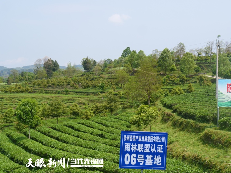 從茶園到茶杯！“數聚黔茶”賦能茶産業全環節