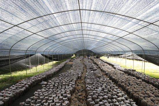 貴州威寧：築巢引鳳種平菇繪就鄉村振興動人圖景_fororder_12、2025年6月18日，貴州省畢節市威寧自治縣觀風海鎮塘房村的平菇種植基地內已是一片繁忙。該基地總投資450萬，流轉土地80余畝建設大棚100個，棚均産平菇20000斤，日用工量60至70人，預估總産值500萬元。圖為接種完畢的菌包在溫室大棚內靜靜孕育培養。.JPG