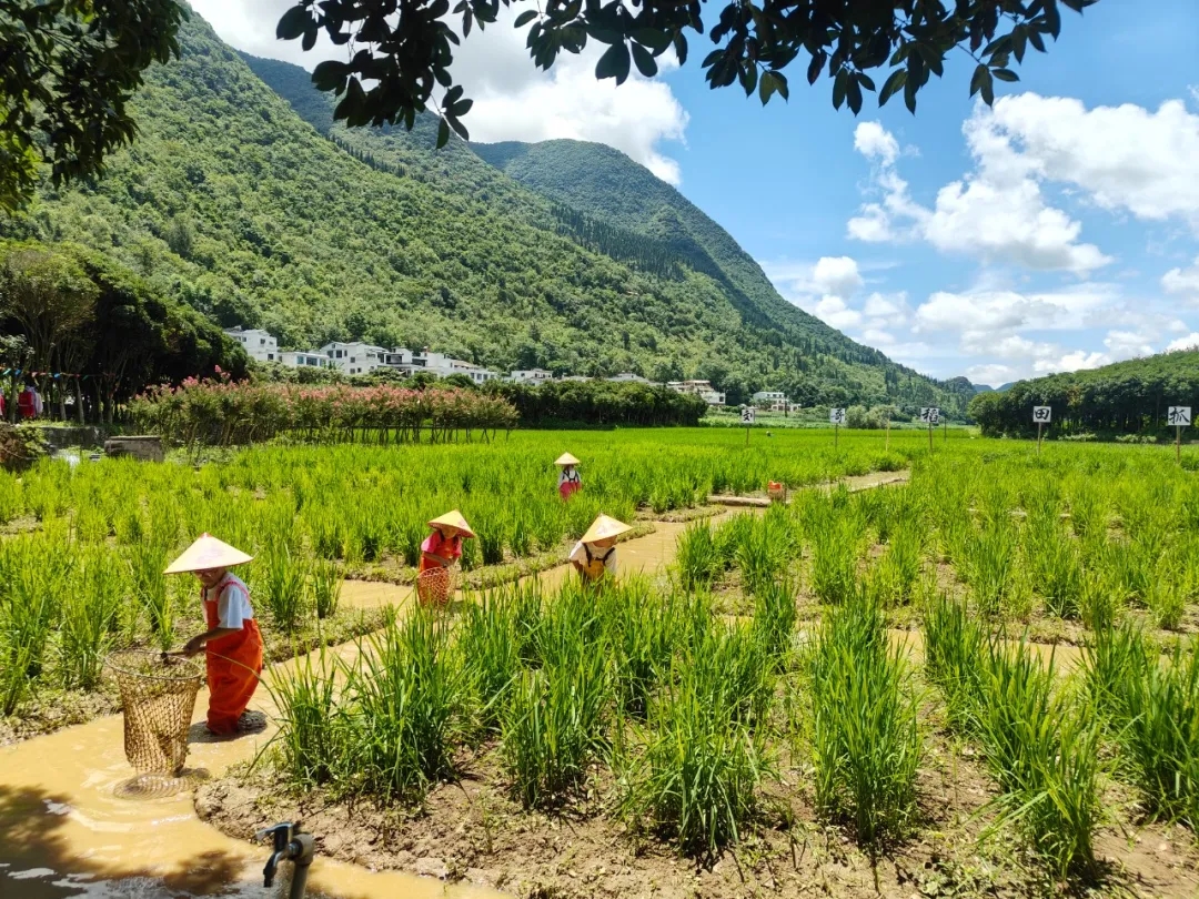 興義萬峰林：避暑遊玩的清涼勝地