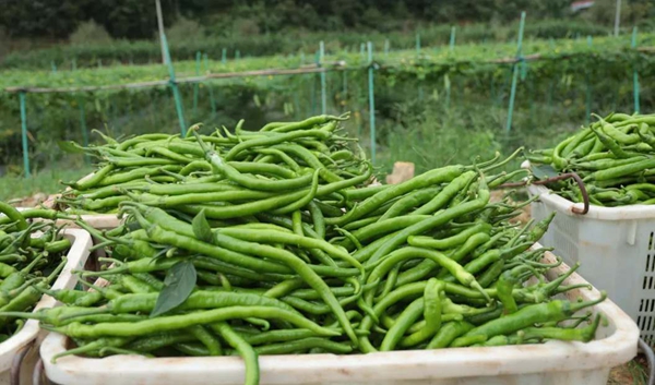 貴州羅甸：貴陽貴安5萬畝保供蔬菜陸續上市_fororder_1_副本