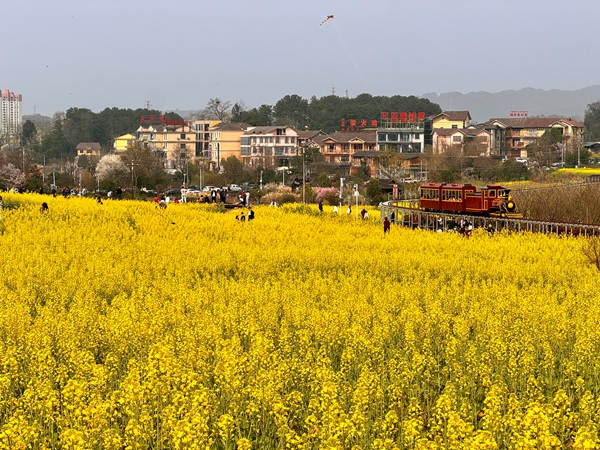 貴州仁懷：春花爛漫引客來 多元業態激活“賞花經濟”_fororder_壇廠神采八卦園油菜花田景色