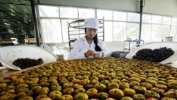 貴州盤州：以茶為媒繪就鄉村振興新畫卷