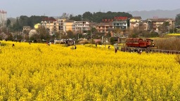 貴州仁懷：春花爛漫引客來 多元業態激活“賞花經濟”