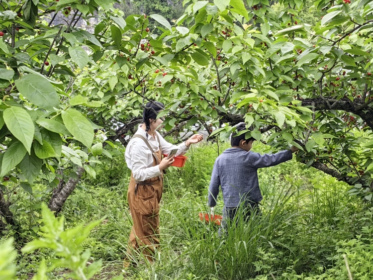 貴陽市烏當區下壩鎮： 小櫻桃孕育“甜蜜經濟” 奏響鄉村振興“致富曲”