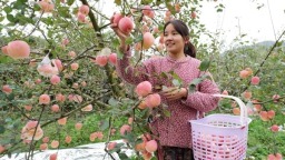 貴州長順：預計産值約9億元 3萬餘畝長順高鈣蘋果熱銷
