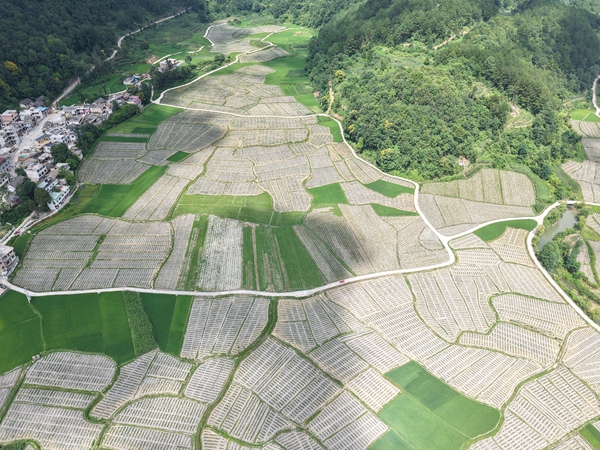 粵黔協作傾情幫扶 貴州惠水擺金鎮山鄉蝶變結碩果_fororder_鬥底産業路覆蓋田壩