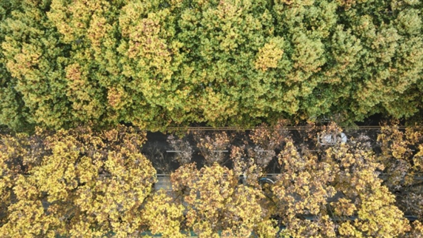 貴陽市白雲區梧桐大道秋意鋪展_fororder_9f9bcbbf5e4d705b