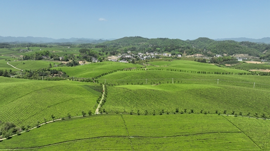 貴州遵義“十四五”以來累計接待遊客5.56億人次 實現旅遊總花費6231.84億元_fororder_微信圖片_20251015165821_766_15