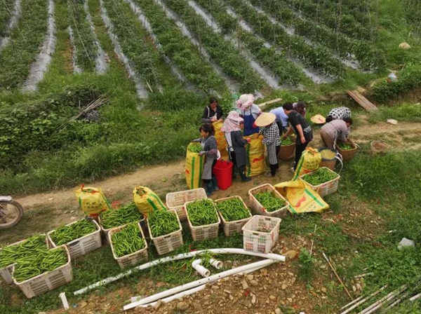 貴州羅甸：貴陽貴安5萬畝保供蔬菜陸續上市_fororder_2_副本