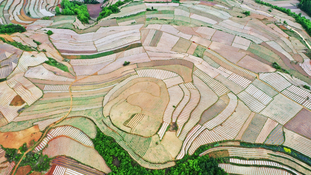 貴州威寧自治縣：農業産業編織“夏日田園畫”_fororder_羊街鎮群溝村玉米、馬鈴薯等農作物交相輝映，勾勒出一幅和諧的鄉村田園圖。（岳剛  攝）