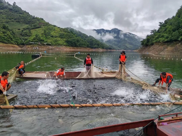 貴州羅甸鳳亭鄉：生態漁業鋪就富民振興路_fororder_漁民合力收網